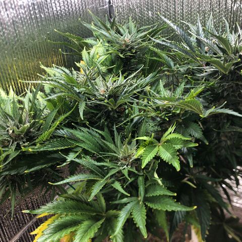 Bruce Banner auto 💪💚🌳👒🦚 growlog timeline photo