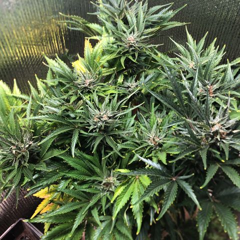 Bruce Banner auto 💪💚🌳👒🦚 growlog timeline photo