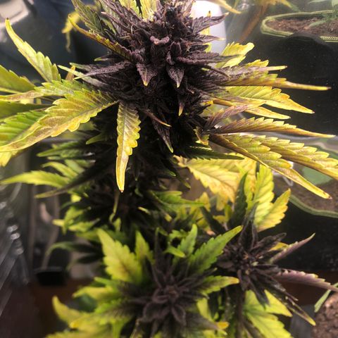 Pink kush CBD auto 🌸💞🌷🐷👙🦩 growlog timeline photo