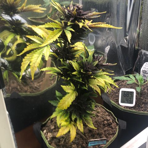 Pink kush CBD auto 🌸💞🌷🐷👙🦩 growlog timeline photo