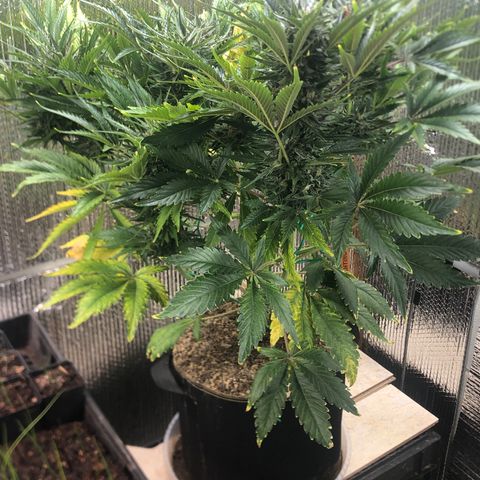 Bruce Banner auto 💪💚🌳👒🦚 growlog timeline photo