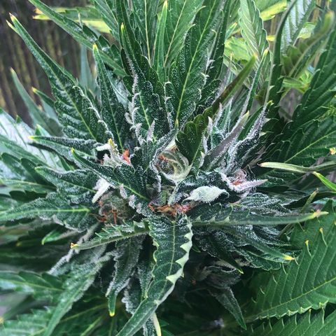 Bruce Banner auto 💪💚🌳👒🦚 growlog timeline photo