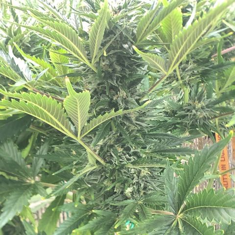 Bruce Banner auto 💪💚🌳👒🦚 growlog timeline photo