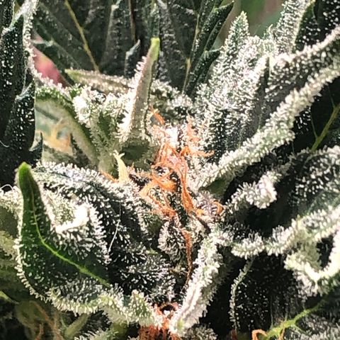 Bruce Banner auto 💪💚🌳👒🦚 growlog timeline photo