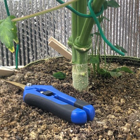 Bruce Banner auto 💪💚🌳👒🦚 growlog timeline photo