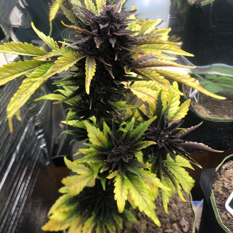 Pink kush CBD auto 🌸💞🌷🐷👙🦩 growlog timeline photo