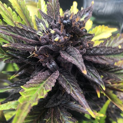 Pink kush CBD auto 🌸💞🌷🐷👙🦩 growlog timeline photo