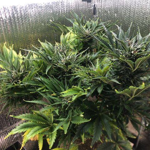 Bruce Banner auto 💪💚🌳👒🦚 growlog timeline photo
