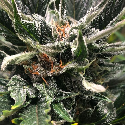Bruce Banner auto 💪💚🌳👒🦚 growlog timeline photo