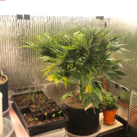 Bruce Banner auto 💪💚🌳👒🦚 growlog timeline photo