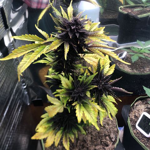 Pink kush CBD auto 🌸💞🌷🐷👙🦩 growlog timeline photo