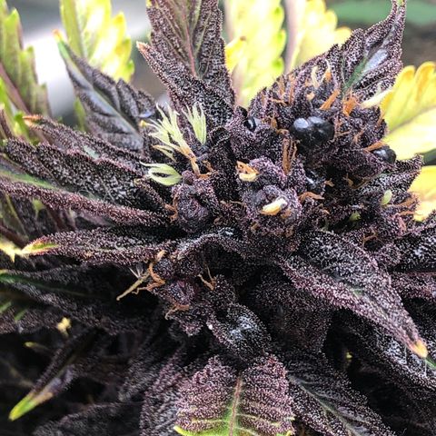 Pink kush CBD auto 🌸💞🌷🐷👙🦩 growlog timeline photo