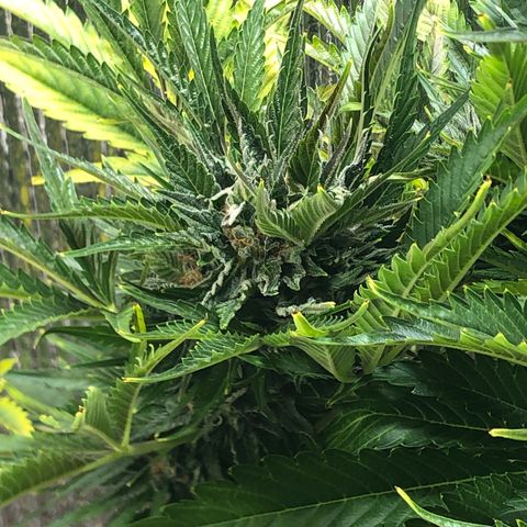 Bruce Banner auto 💪💚🌳👒🦚 growlog timeline photo