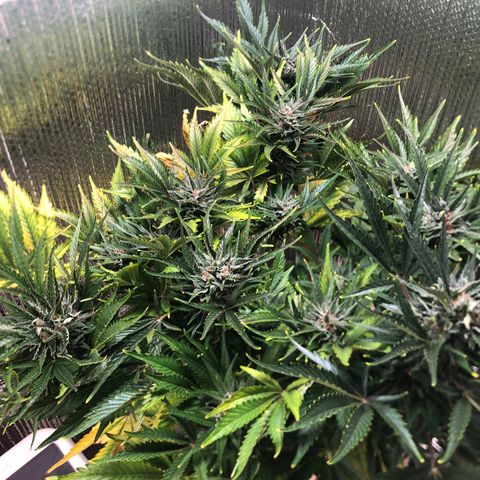 Bruce Banner auto 💪💚🌳👒🦚 growlog timeline photo