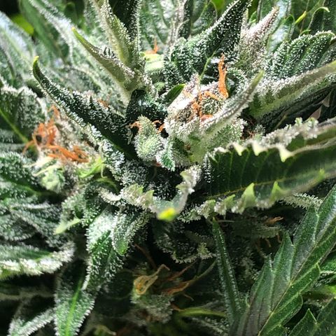 Bruce Banner auto 💪💚🌳👒🦚 growlog timeline photo
