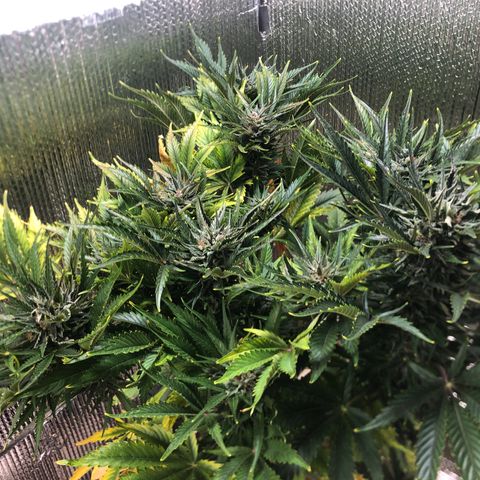 Bruce Banner auto 💪💚🌳👒🦚 growlog timeline photo