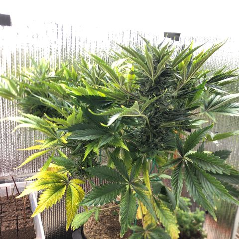 Bruce Banner auto 💪💚🌳👒🦚 growlog timeline photo