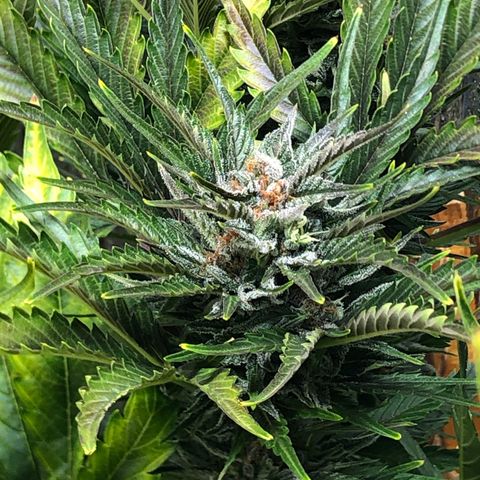 Bruce Banner auto 💪💚🌳👒🦚 growlog timeline photo