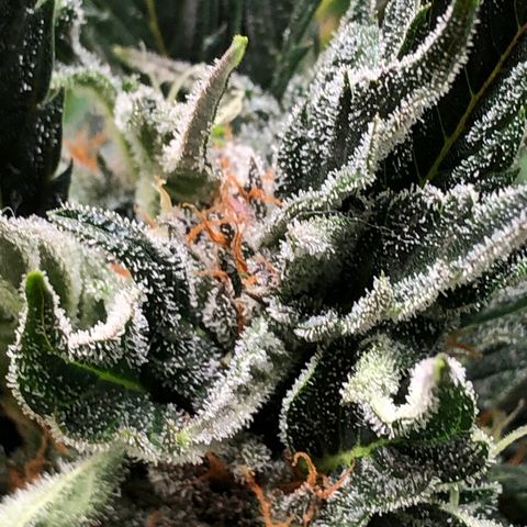 Bruce Banner auto 💪💚🌳👒🦚 growlog timeline photo