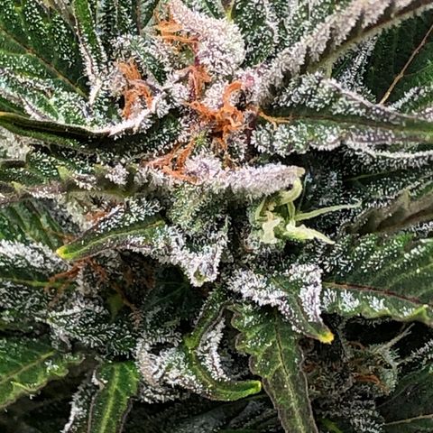 Bruce Banner auto 💪💚🌳👒🦚 growlog timeline photo