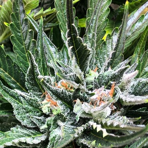 Bruce Banner auto 💪💚🌳👒🦚 growlog timeline photo