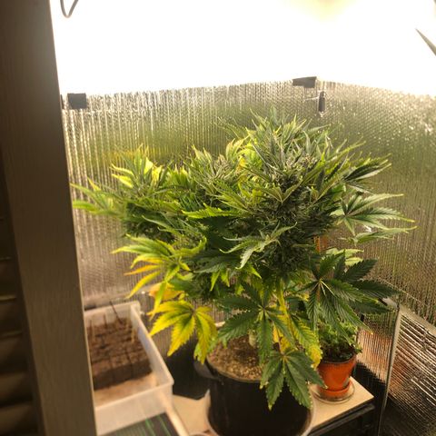 Bruce Banner auto 💪💚🌳👒🦚 growlog timeline photo