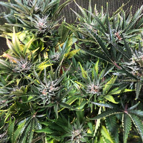 Bruce Banner auto 💪💚🌳👒🦚 growlog timeline photo