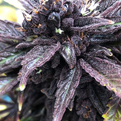 Pink kush CBD auto 🌸💞🌷🐷👙🦩 growlog timeline photo