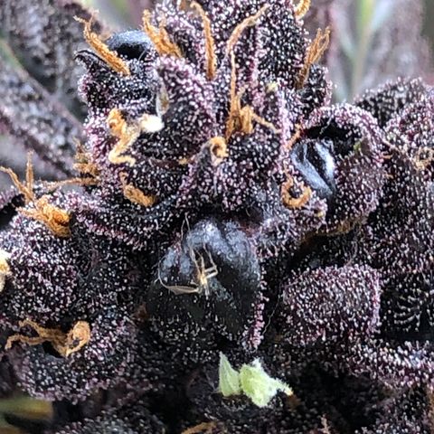 Pink kush CBD auto 🌸💞🌷🐷👙🦩 growlog timeline photo