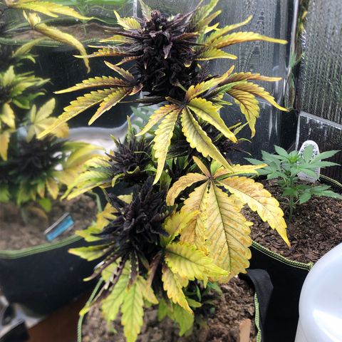Pink kush CBD auto 🌸💞🌷🐷👙🦩 growlog timeline photo