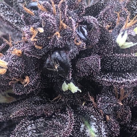 Pink kush CBD auto 🌸💞🌷🐷👙🦩 growlog timeline photo