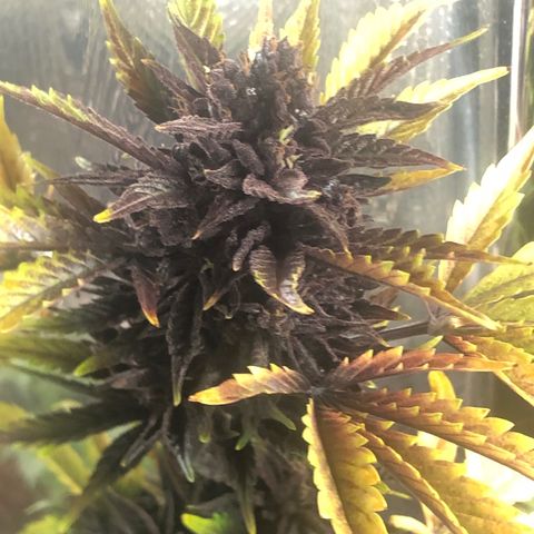 Pink kush CBD auto 🌸💞🌷🐷👙🦩 growlog timeline photo
