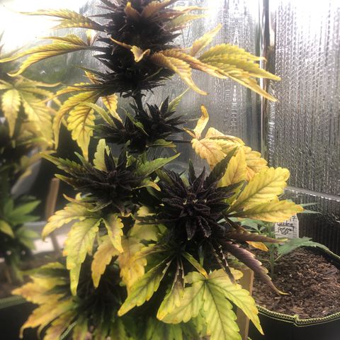 Pink kush CBD auto 🌸💞🌷🐷👙🦩 growlog timeline photo