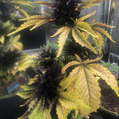 Pink kush CBD auto 🌸💞🌷🐷👙🦩 growlog timeline photo