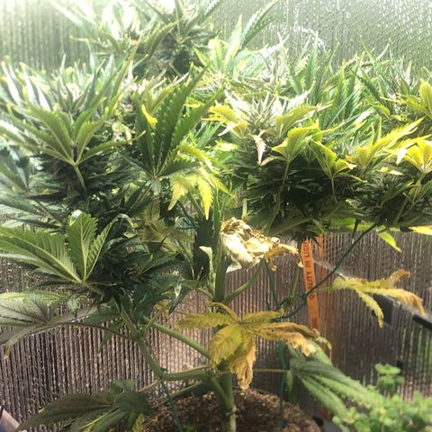 Bruce Banner auto 💪💚🌳👒🦚 growlog timeline photo