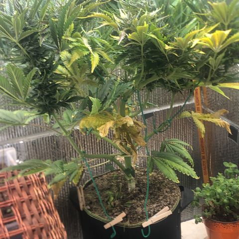Bruce Banner auto 💪💚🌳👒🦚 growlog timeline photo