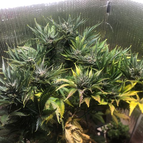 Bruce Banner auto 💪💚🌳👒🦚 growlog timeline photo