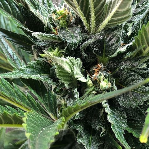 Bruce Banner auto 💪💚🌳👒🦚 growlog timeline photo