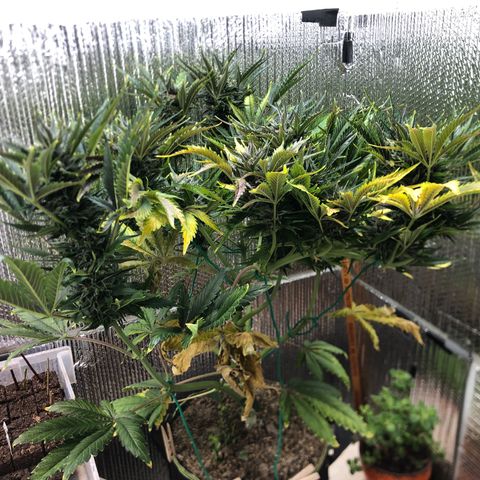 Bruce Banner auto 💪💚🌳👒🦚 growlog timeline photo