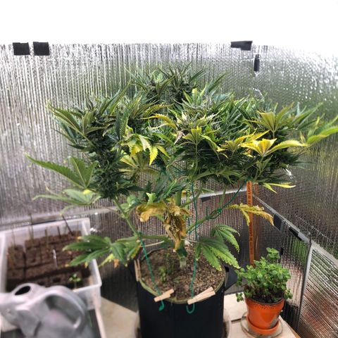 Bruce Banner auto 💪💚🌳👒🦚 growlog timeline photo