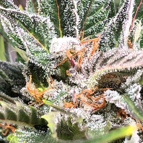 Bruce Banner auto 💪💚🌳👒🦚 growlog timeline photo