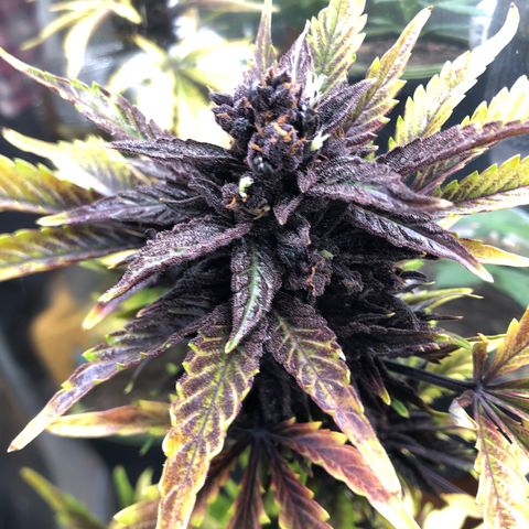 Pink kush CBD auto 🌸💞🌷🐷👙🦩 growlog timeline photo