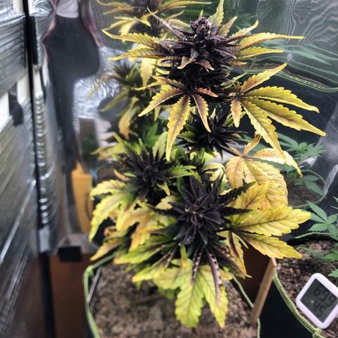 Pink kush CBD auto 🌸💞🌷🐷👙🦩 growlog timeline photo