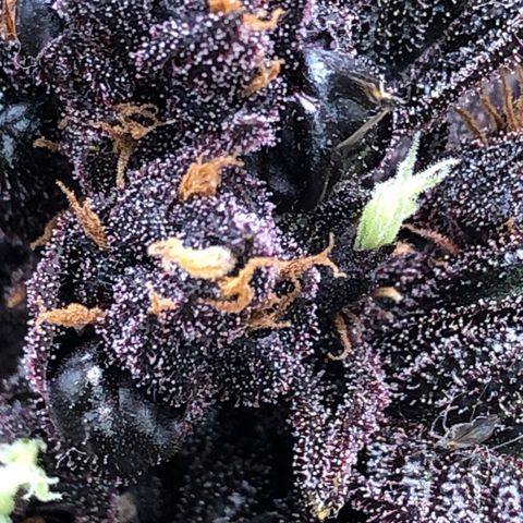 Pink kush CBD auto 🌸💞🌷🐷👙🦩 growlog timeline photo