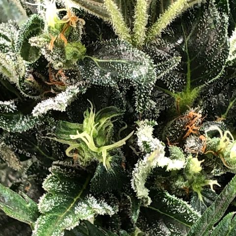 Bruce Banner auto 💪💚🌳👒🦚 growlog timeline photo