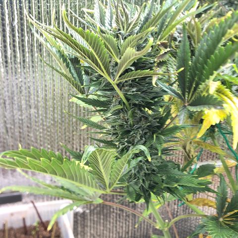 Bruce Banner auto 💪💚🌳👒🦚 growlog timeline photo