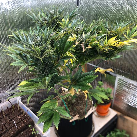 Bruce Banner auto 💪💚🌳👒🦚 growlog timeline photo