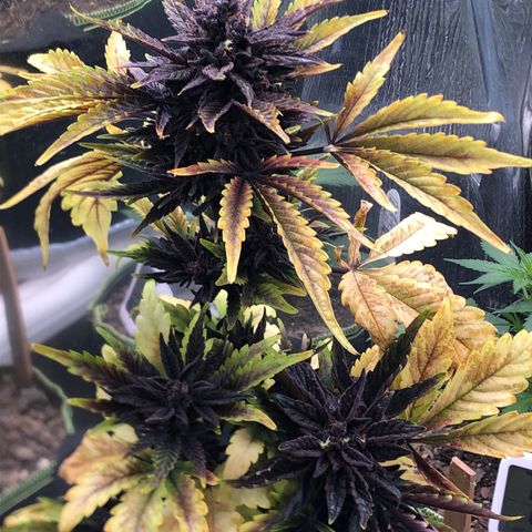 Pink kush CBD auto 🌸💞🌷🐷👙🦩 growlog timeline photo