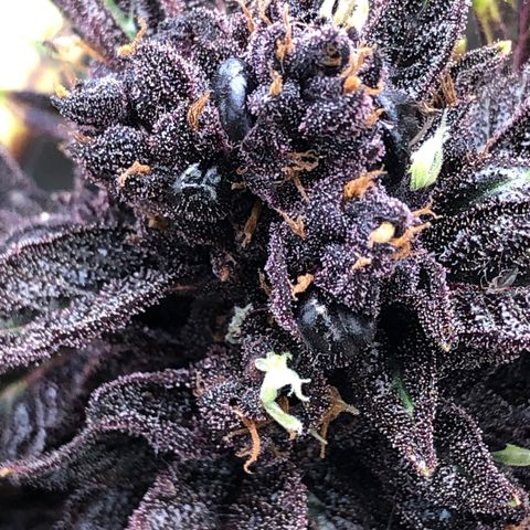 Pink kush CBD auto 🌸💞🌷🐷👙🦩 growlog timeline photo