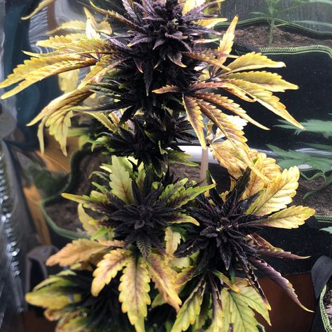 Pink kush CBD auto 🌸💞🌷🐷👙🦩 growlog timeline photo